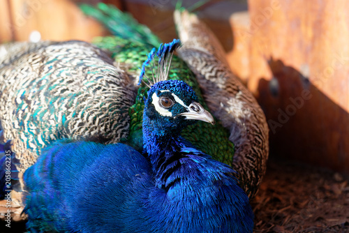 Peacocks resting in sunlight near wooden structure