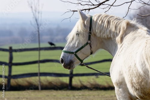 White horse stands near fence in green field