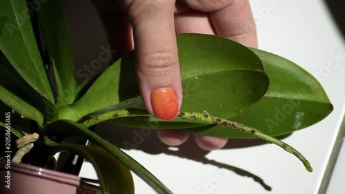 A close-up of a Phalaenopsis orchid peduncle infested with brown scale insects. A hand holds a leaf covered in sticky shiny honeydew secretion.