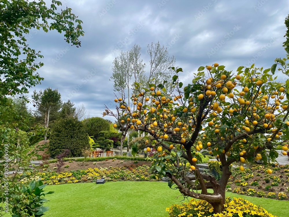Obraz premium A lemon tree full of beautiful lemons in a garden