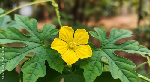 Bright Yellow Bitter Melon Flower Blooming Among Green Leaves in Garden