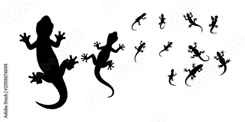 Fotografi Gecko Climbing Wall Silhouette
