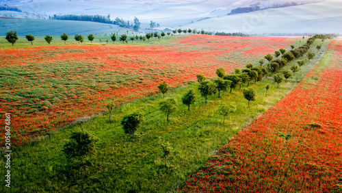 Aerial view of blooming poppy fields and biodiversity strips