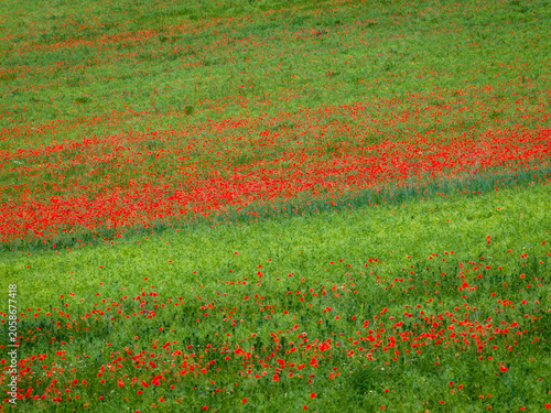 Aerial view of a vibrant green field filled with blooming wild red poppies