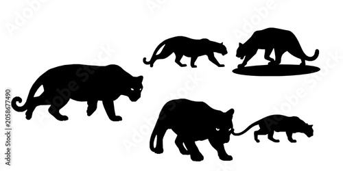 Foto Jaguar Prowling in Low Stance Wild Cat Predator Silhouette