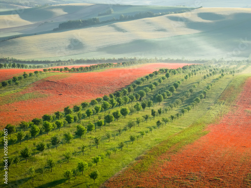 Aerial view of blooming poppy fields and biodiversity strips