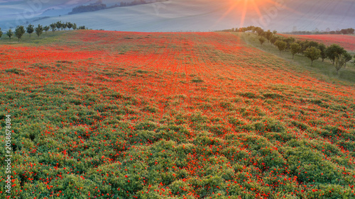 Aerial view of blooming poppy fields and bio strips in golden-hour light