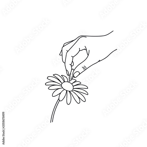 Foto Hand plucking a petal from a daisy flower.