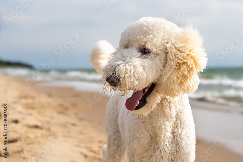 Cream Standard Poodle Looking Up on Lake Michigan Beach