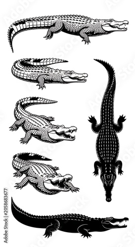 Black and White Alligator Illustrations Arranged on Plain White Background
