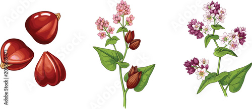 Quadro su tela Buckwheat plant vector illustration set featuring blooming flowers pink blossoms and raw groats seeds for organic agriculture healthy food design