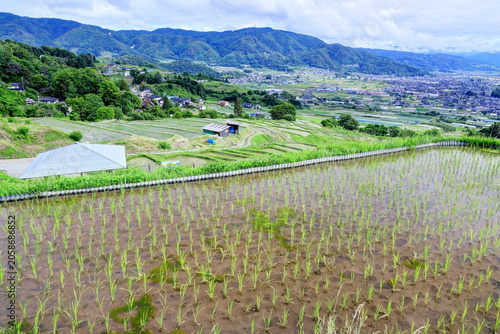 田植えの終わった姨捨の棚田