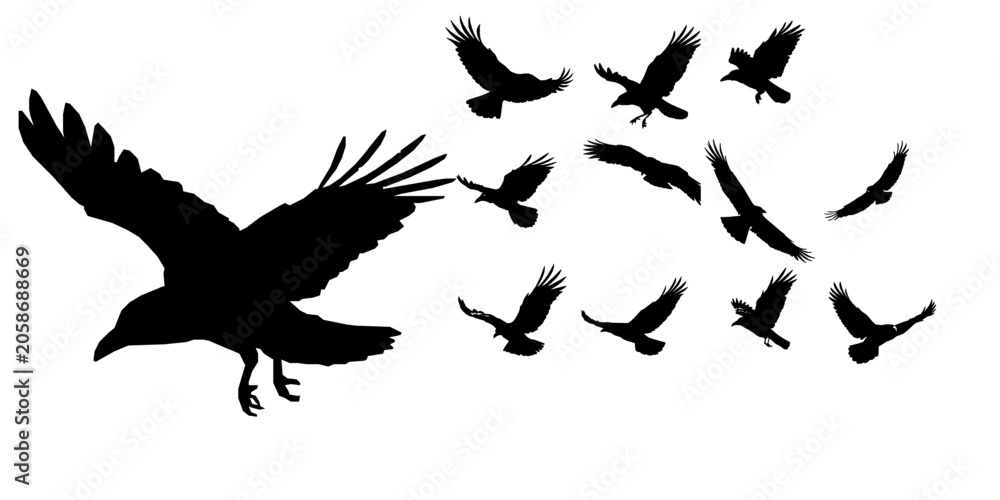 Obraz premium Flying Raven Silhouette