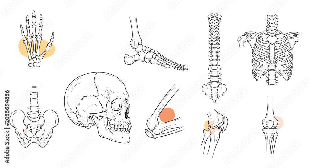 Obraz premium Anatomical sketches of the human skeleton including the skull, spine, ribcage, hand, foot, and joint structures.