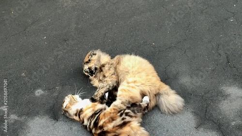 A tortoiseshell cat is play fighting with a young calico cat