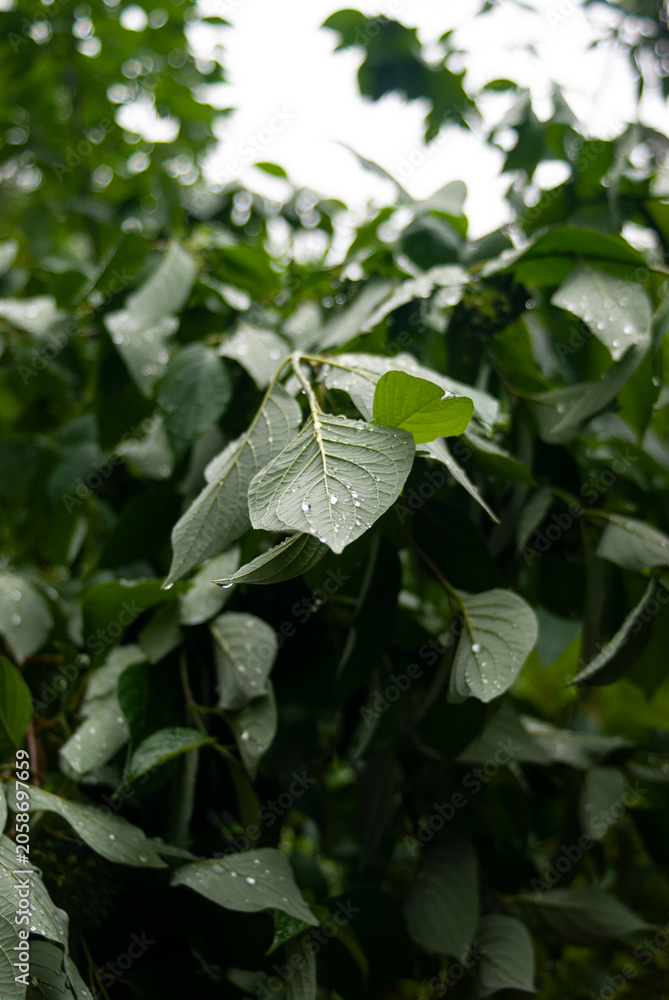 Fototapeta premium Wet leaves in the rain in the park in summer