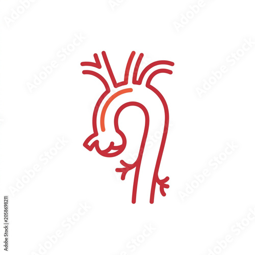 Photos Human Aorta Anatomy Medical Illustration.