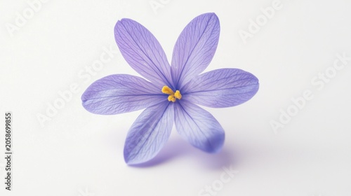 A single, delicate spring flower with vibrant petals against a clean white background, creating a minimalist look.