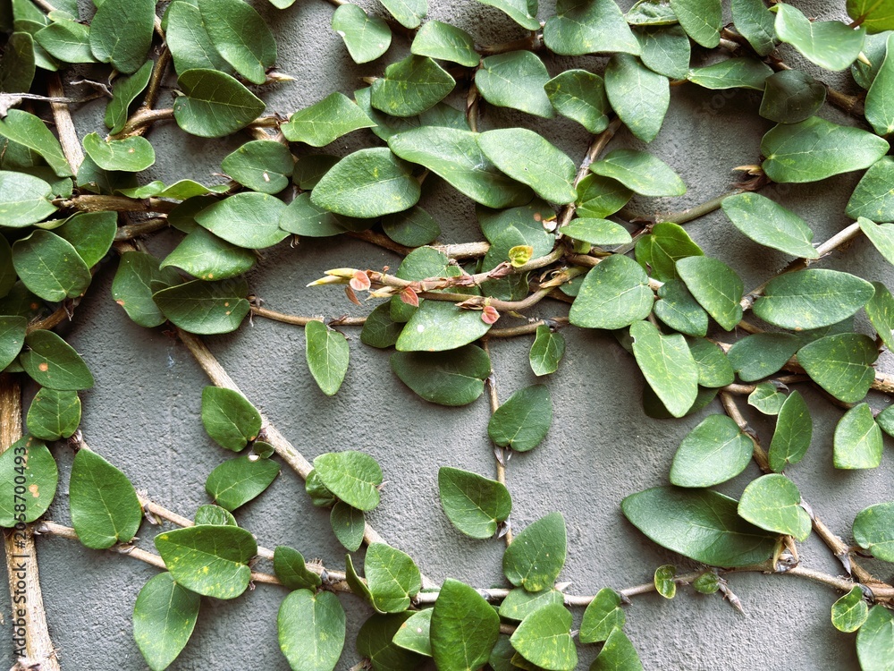 Obraz premium A climbing fig plant (Ficus pumila) that grows well on the walls of the house.