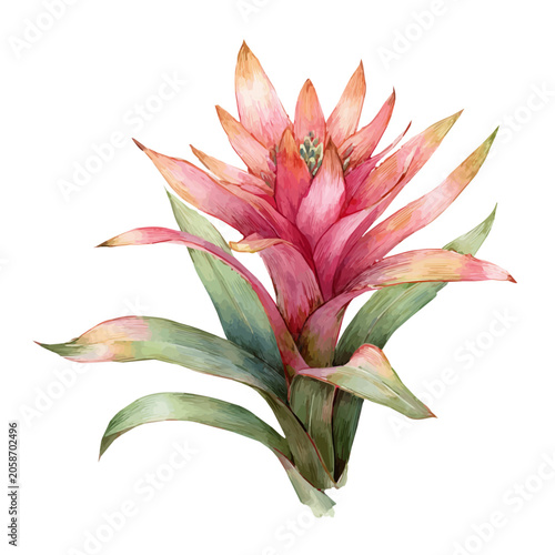 Photography Bromeliad, watercolor clipart vector, isolated on a white background
