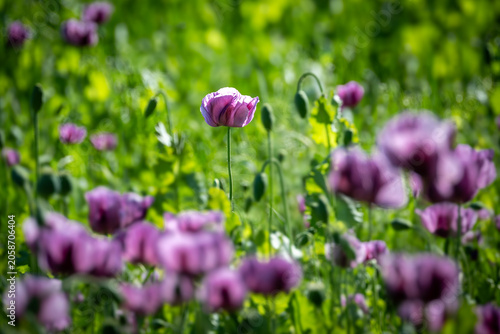 Blooming purple poppies in a sunlit field with soft bokeh and shallow depth of field