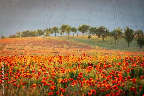 Blooming poppy field and bio strips in a sustainable agricultural landscape