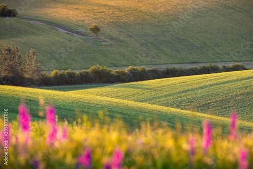 Sunlit spring countryside with rolling green hills at golden hour