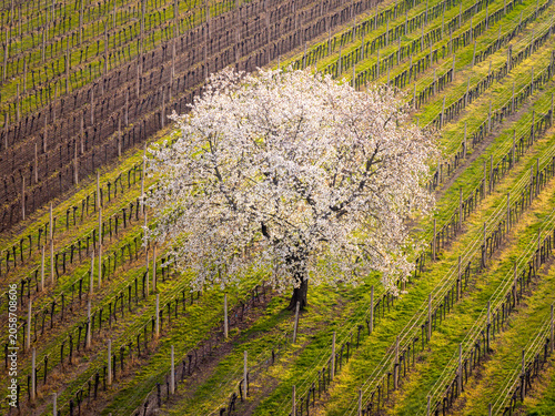 Beautiful drone view of vineyards near Cejkovice. Blossoming cherry tree.