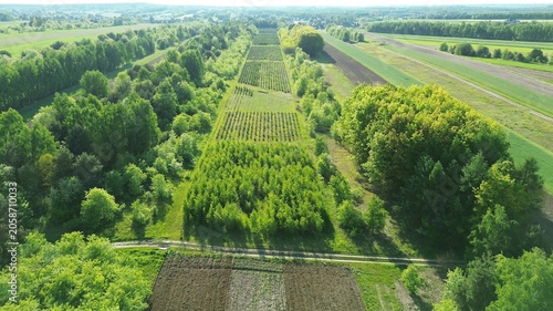 Sustainable forestry with newly planted trees