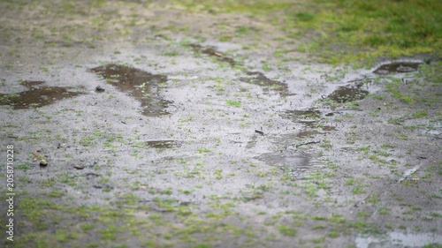 Fotografija Waterlogged grass area showing drainage problem outdoors