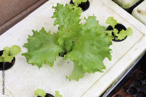 Fotografija High angle view of green loose-leaf lettuce growing in a home hydroponic system