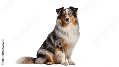 Fotografie Blue merle Australian Shepherd dog sitting, isolated on transparent background