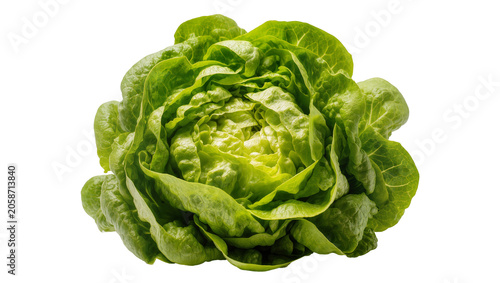 Fresh green butter lettuce head with ruffled leaves