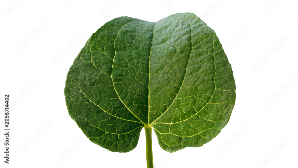 Fototapeta premium Green leaf with prominent veins and textured surface