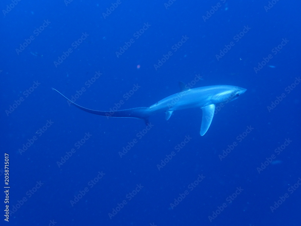 Fototapeta premium shark in the sea