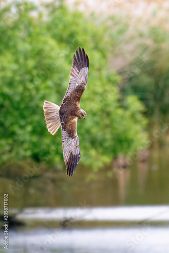 Rohrweihen Männchen bei der Jagd