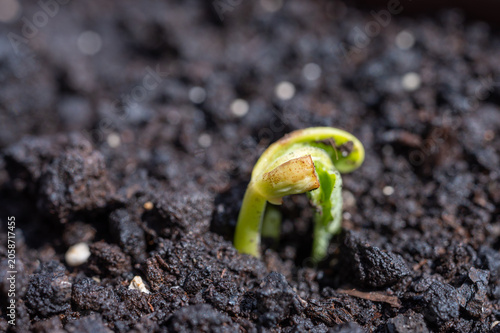 Young bean seedling emerging from soil, close-up macro of germination and early plant growth in a vegetable garden.