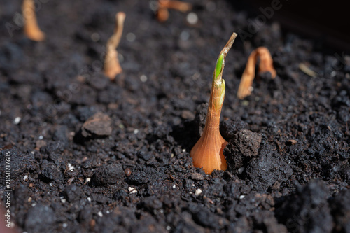 Close-up of onion bulbs sprouting in fertile soil, young green shoots emerging in a garden bed, spring planting and organic vegetable cultivation concept.