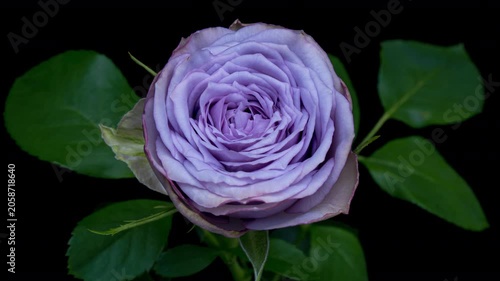 Amazing bright violet rose flower opening on black background.