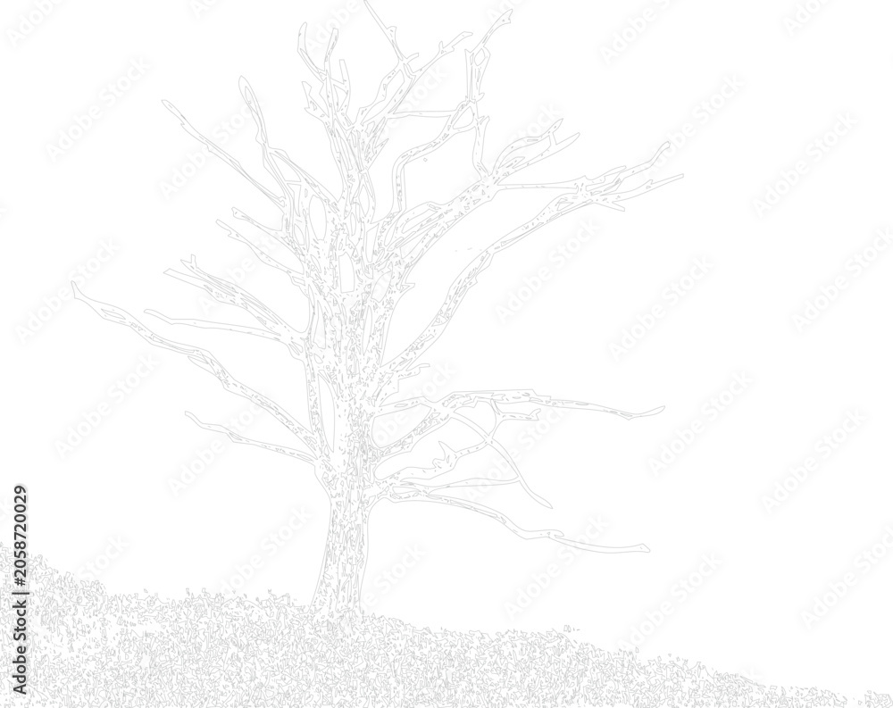 Fototapeta premium Outline of a bare, leafless tree with intricate branches on a white background