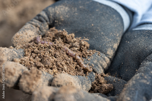 Earthworm in Rich Soil Held in Gardening Gloves - Healthy Soil, Composting and Sustainable Agriculture Close-Up.
