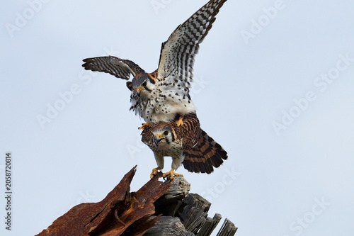 A mating pair of American Kestrels 