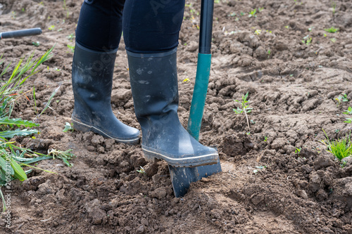 Farmer or gardener digging soil with a spade in a field, close-up of rubber boots during land preparation, gardening and agriculture work outdoors.