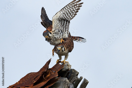 A mating pair of American Kestrels 