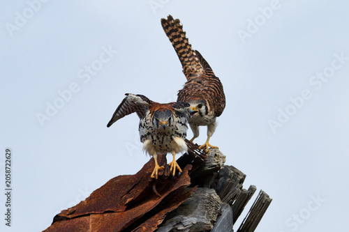 A mating pair of American Kestrels 