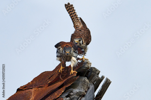 A mating pair of American Kestrels 