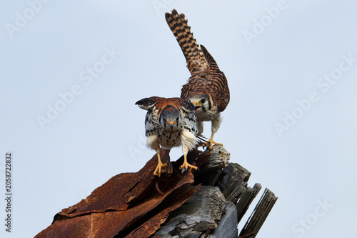 A mating pair of American Kestrels 
