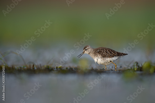 Fotografie Wood Sandpiper Calling