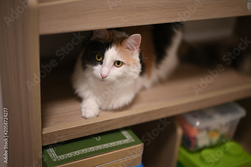 Foto 本棚に隠れていた三毛猫（メインクーン）