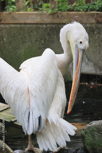 ペリカン